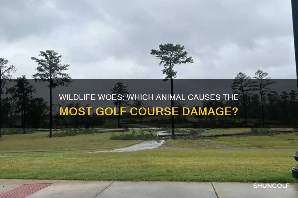what animal destroys golf course