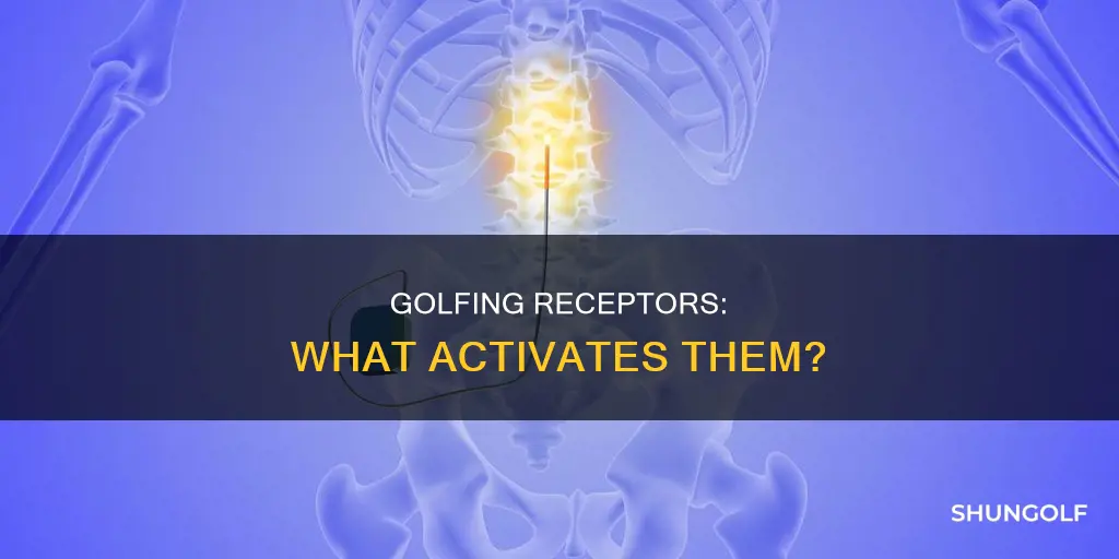 what are golfing receptors stimulated by