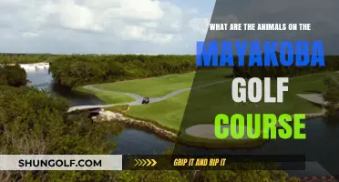 Discover Mayakoba's Wildlife: Animals Roaming the Golf Course Greens