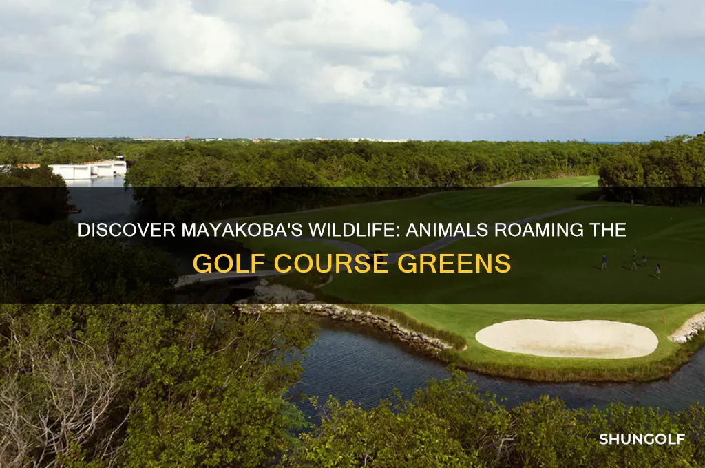 what are the animals on the mayakoba golf course