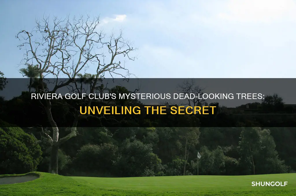 what are the dead looking trees at riviera golf club