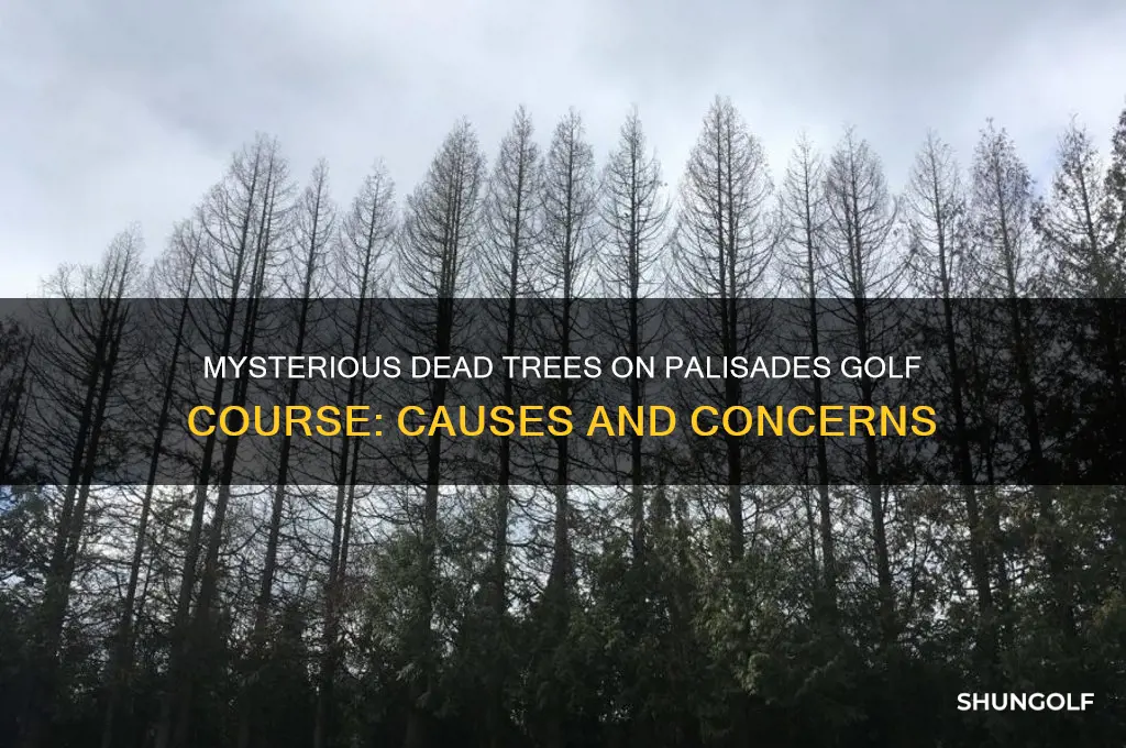what are the dead looking trees on palisades golf course