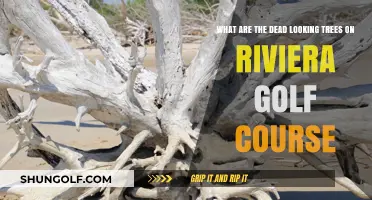Riviera Golf Course's Dead-Looking Trees: Causes and Concerns Explained