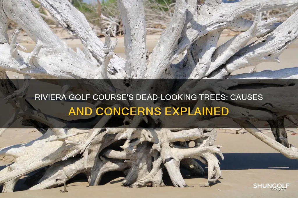 what are the dead looking trees on riviera golf course