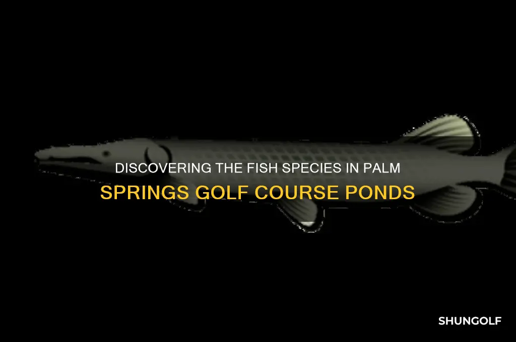 what are the fish in palm springs golf course ponds