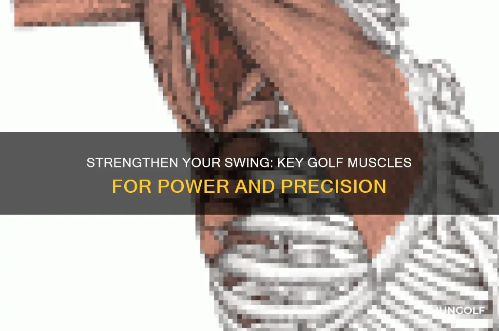 what are the most important golf muscles