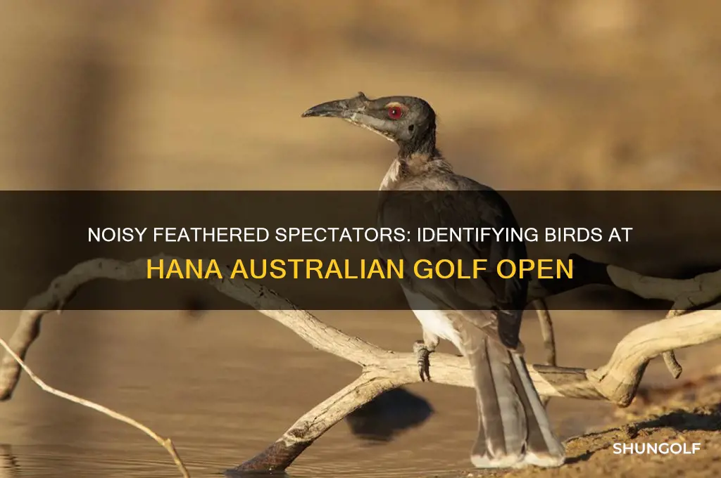what are the noisy birds at hana australian golf open
