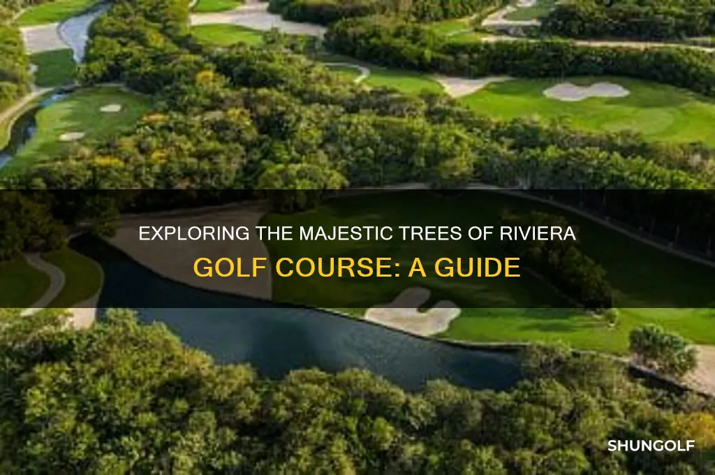 what are the trees on riviera golf course