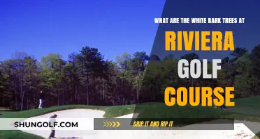 Riviera Golf Course's White Bark Trees: Species, Benefits, and Care Tips