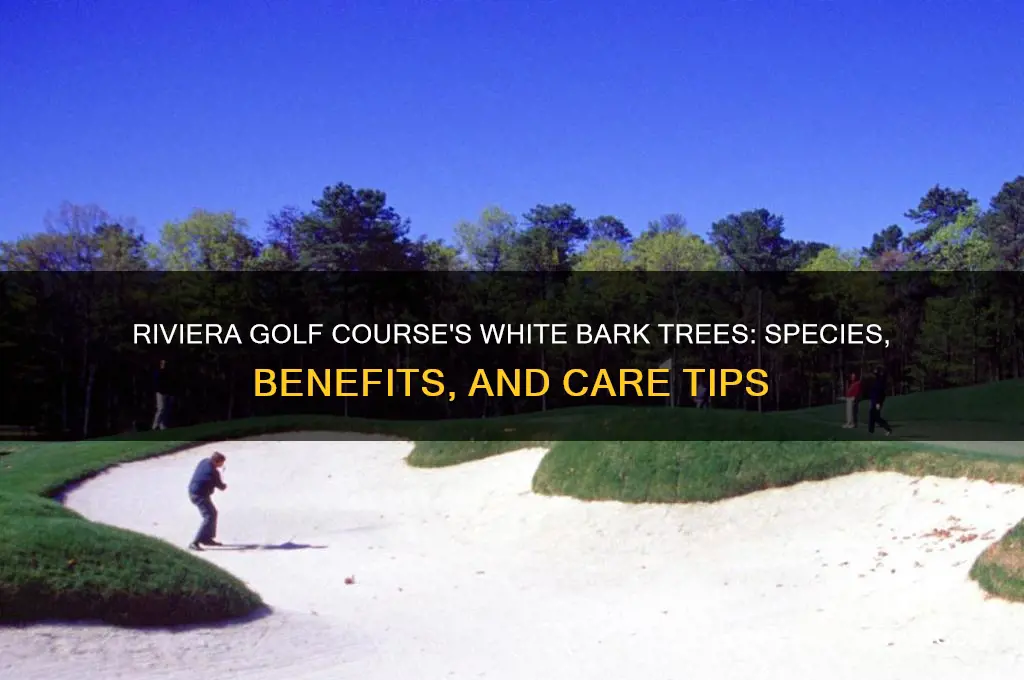 what are the white bark trees at riviera golf course
