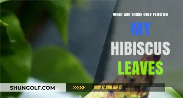 Identifying Golf Course Flies Infesting Hibiscus Leaves: Causes and Solutions