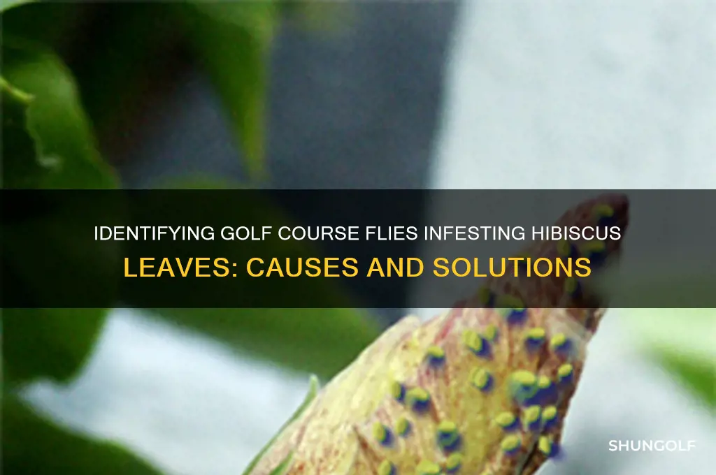 what are those golf flies on my hibiscus leaves