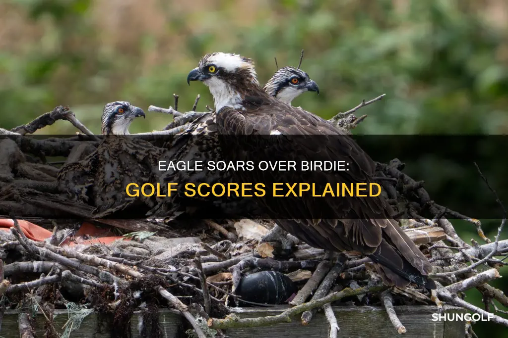 what beats a birdie in golf