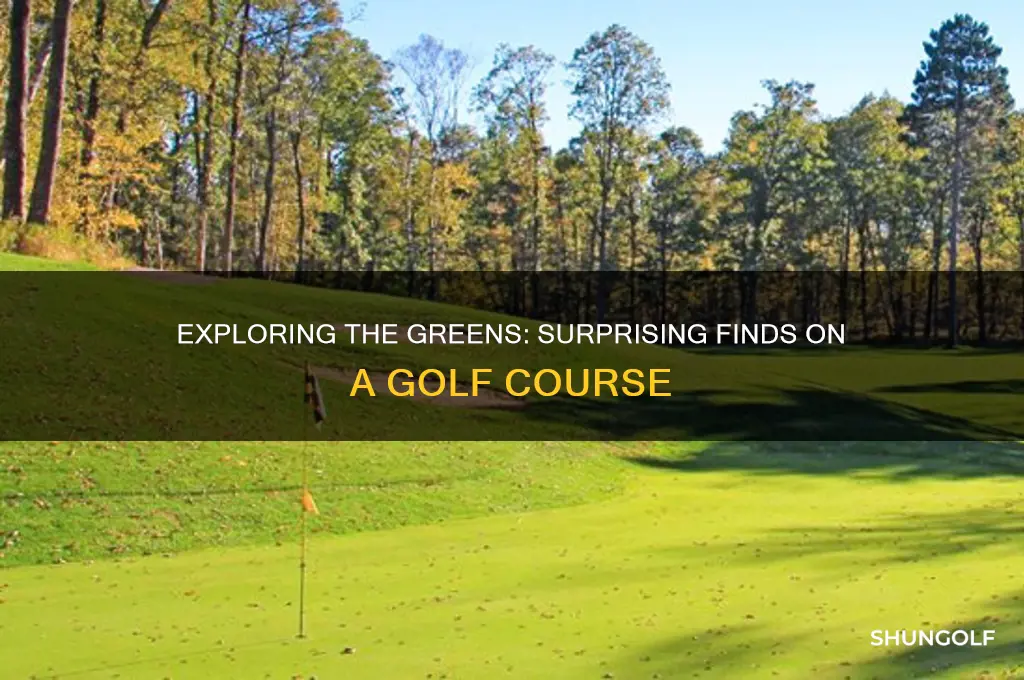 what can you find on a golf course