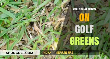 Golf Green Fungus: Causes and Prevention