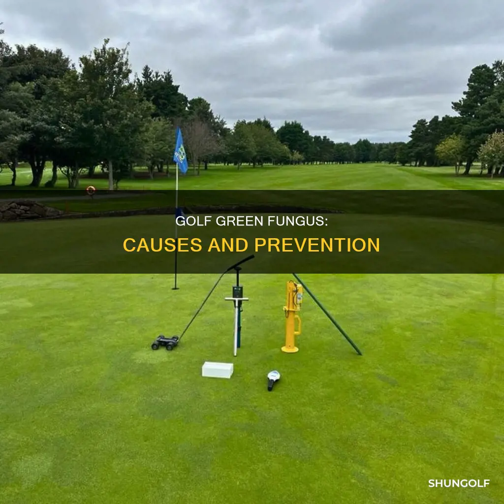 what causes fungus on golf greens
