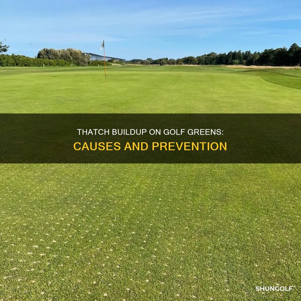 what causes thatch in golf greens