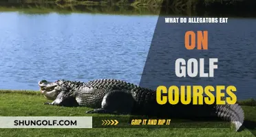 What Do Alligators Eat on Golf Courses? Surprising Diet Secrets