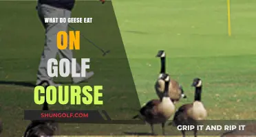 What Do Geese Eat on Golf Courses? A Dietary Insight