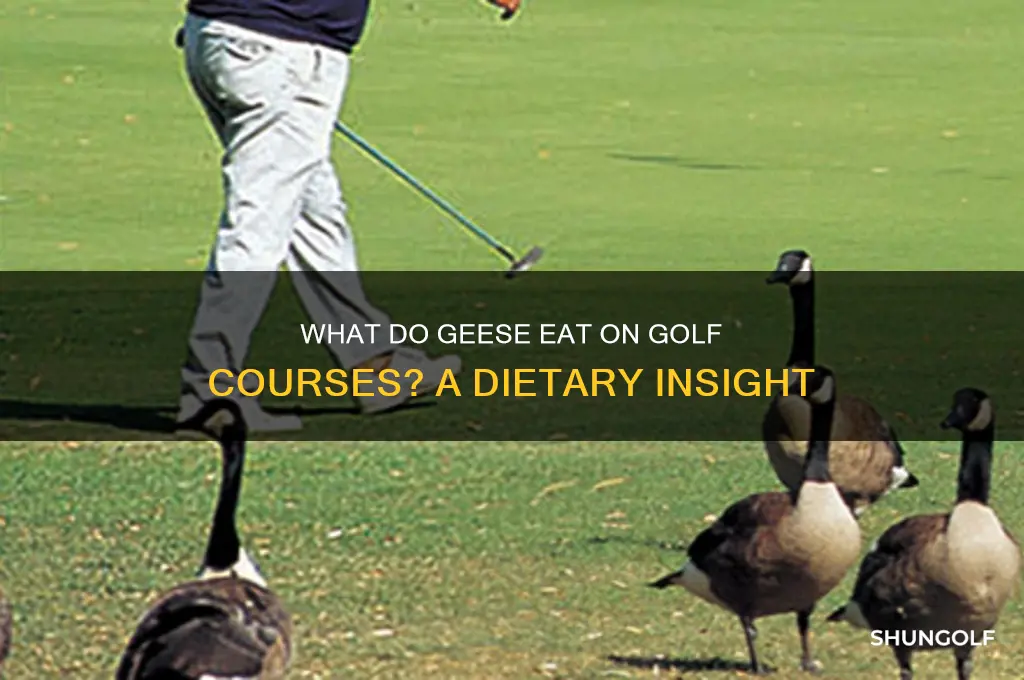 what do geese eat on golf course