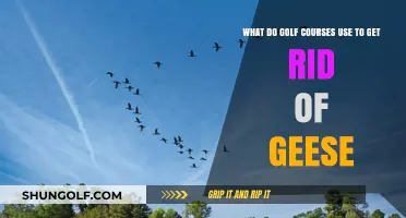 Effective Geese Control Methods Used by Golf Courses Today