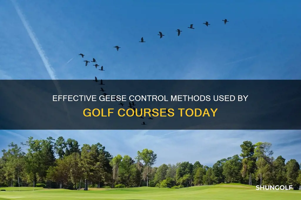 what do golf courses use to get rid of geese