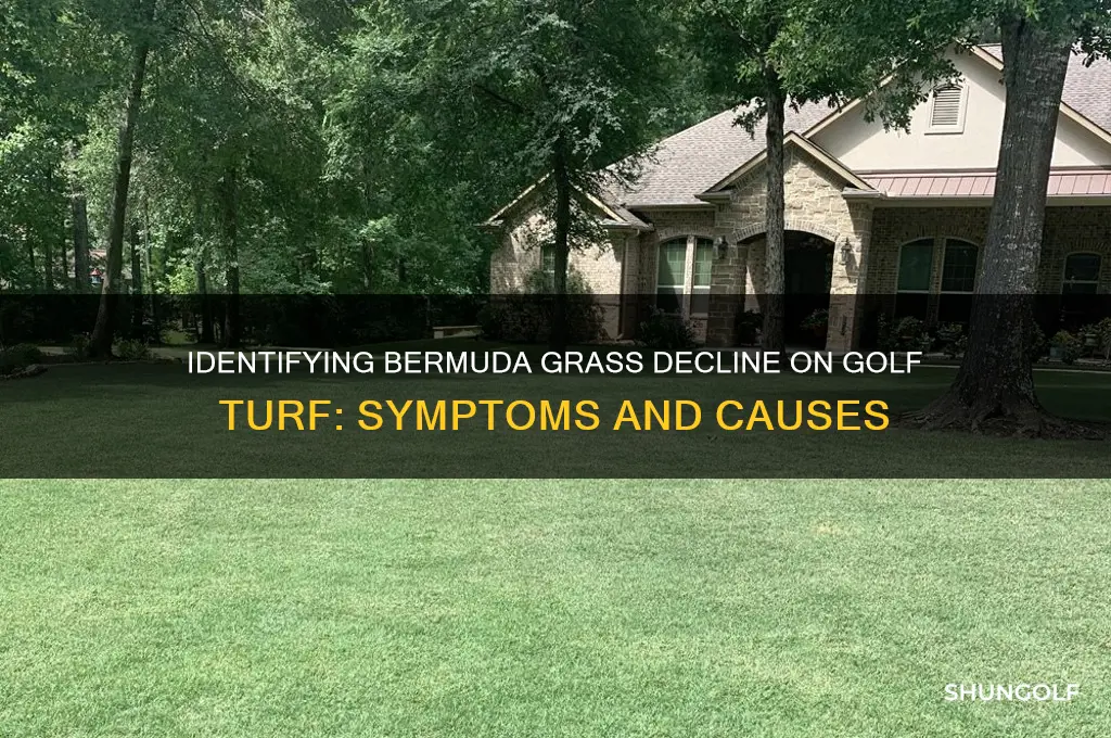 what does bermuda grass decline look like on golf turf