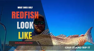 Identifying Golf Redfish: Appearance, Characteristics, and Unique Features Explained