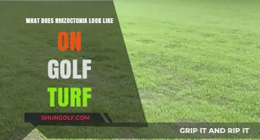 Identifying Rhizoctonia Damage on Golf Turf: Symptoms and Signs