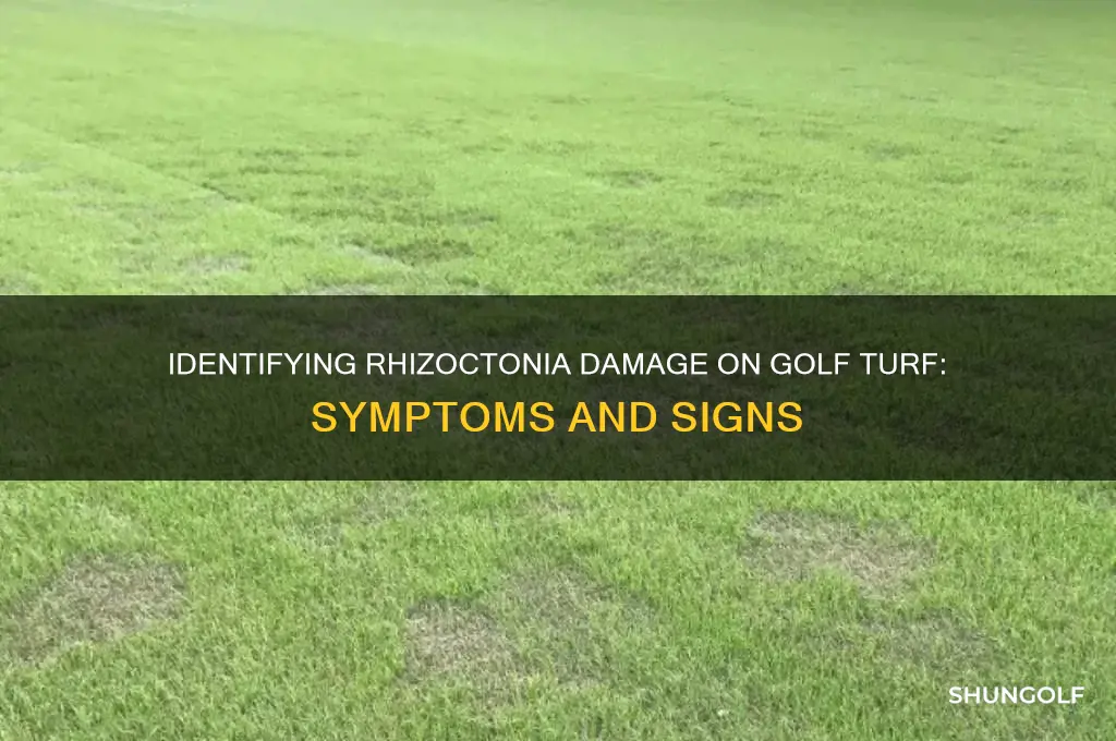 what does rhizoctonia look like on golf turf