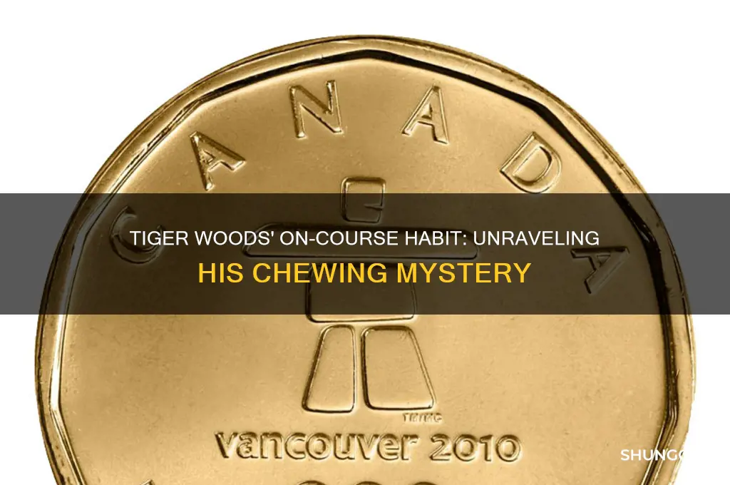 what does tiger woods chew on golf course