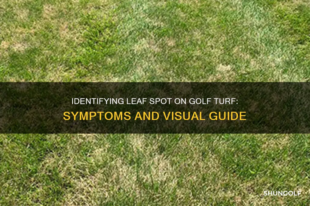 what doesleaf spot look like on golf turf
