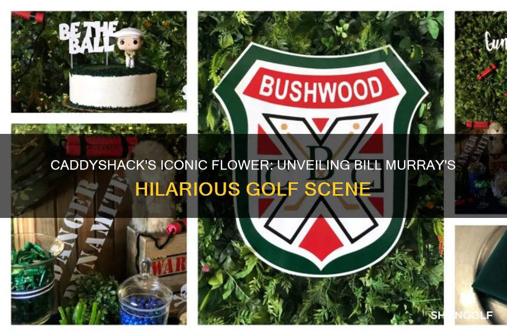 what flower did bill golf in caddy shack