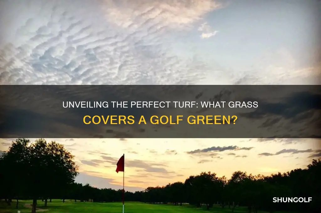 what grass is on a golf green
