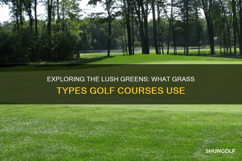 what grass is on golf courses