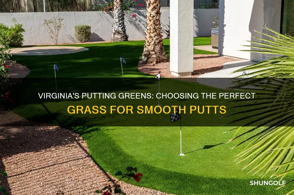 what grass on putting green golf in virginia
