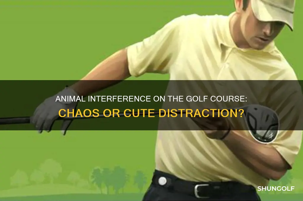 what happens if a animal interfer with golf