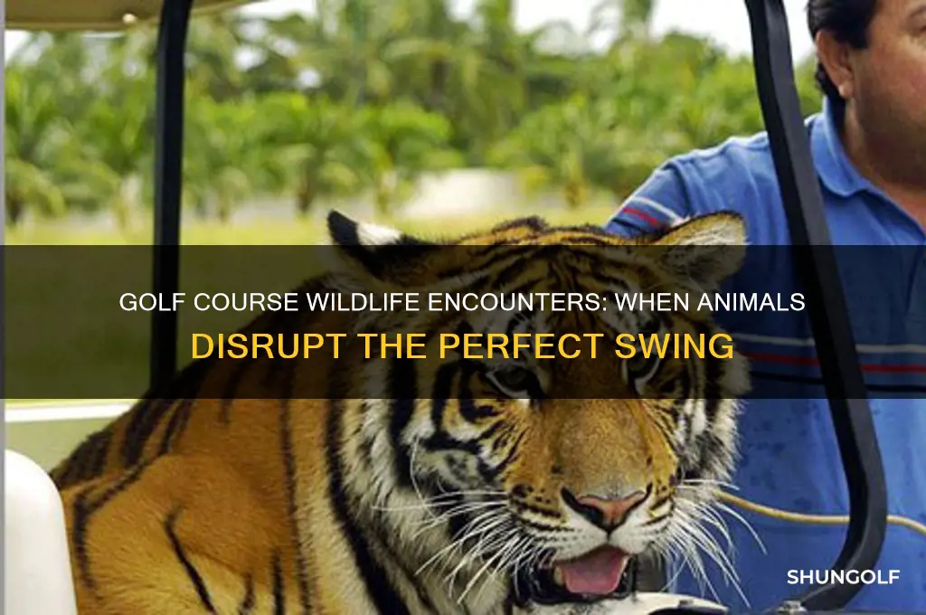 what happens when animals interfere with golf
