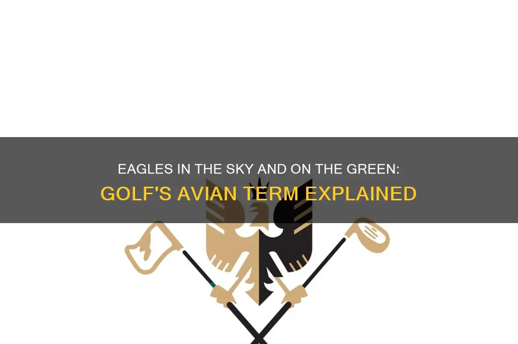 what is a bird that