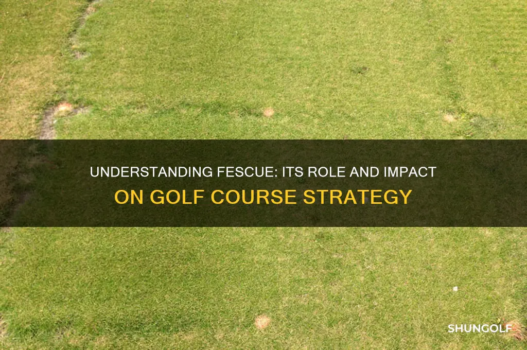 what is a fescue in golf