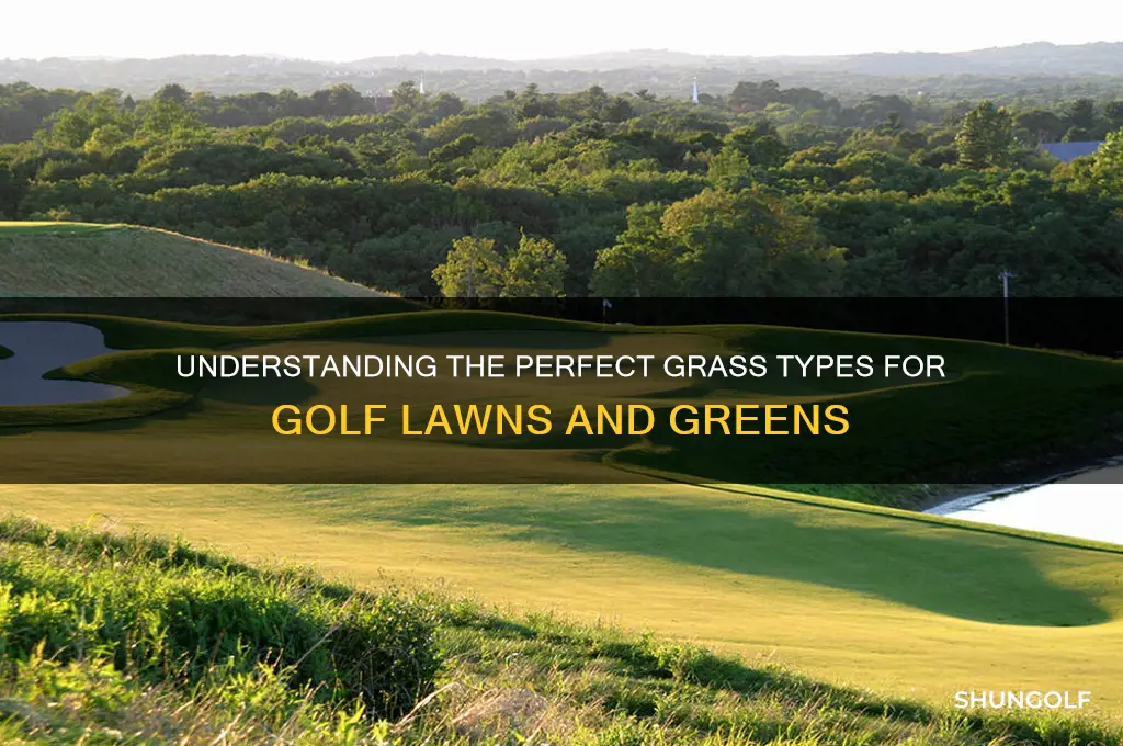 what is a grass for golf lawns