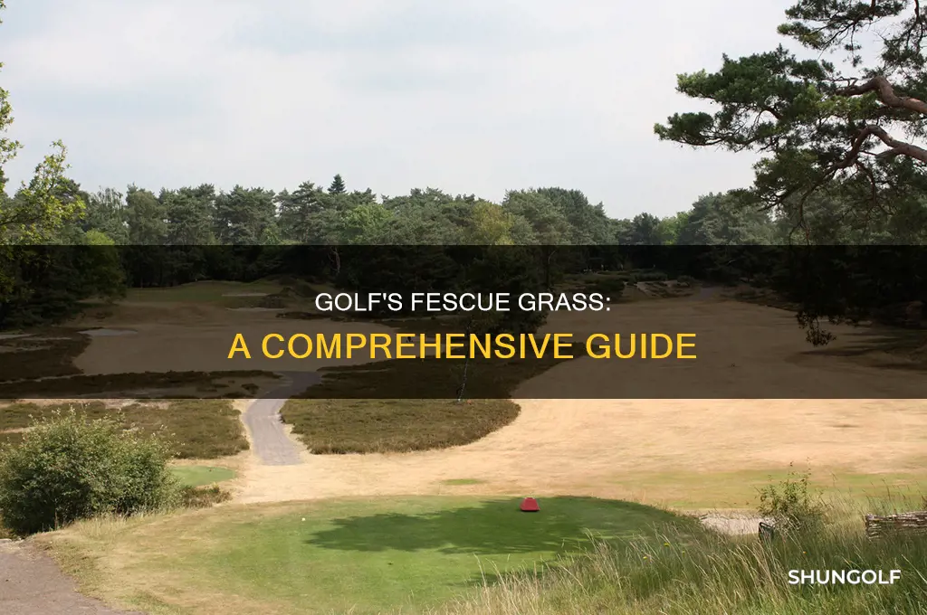 what is fescue grass golf