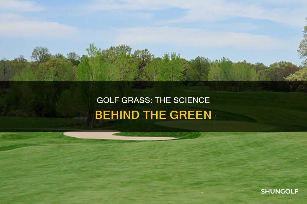 what is golf grass
