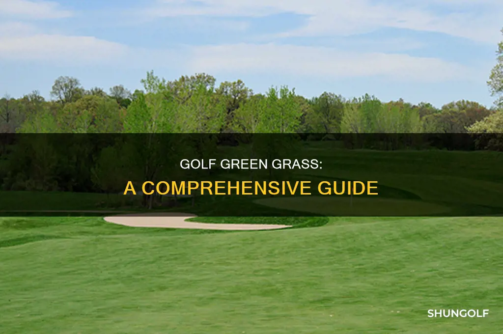 what is golf green grass