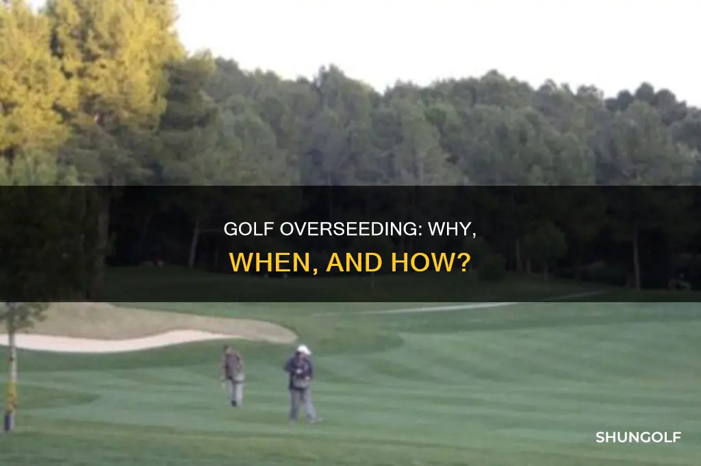 what is golf overseeding