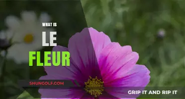 Le Fleur: A Guide to the Language of Flowers