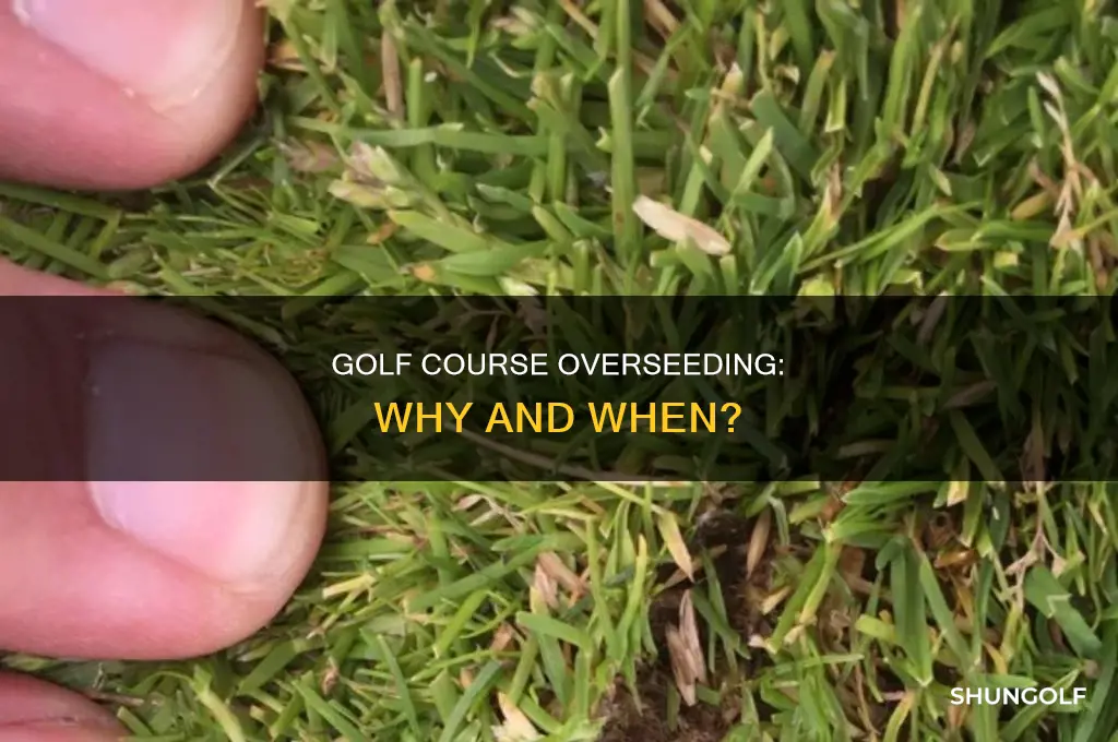 what is overseed in golf