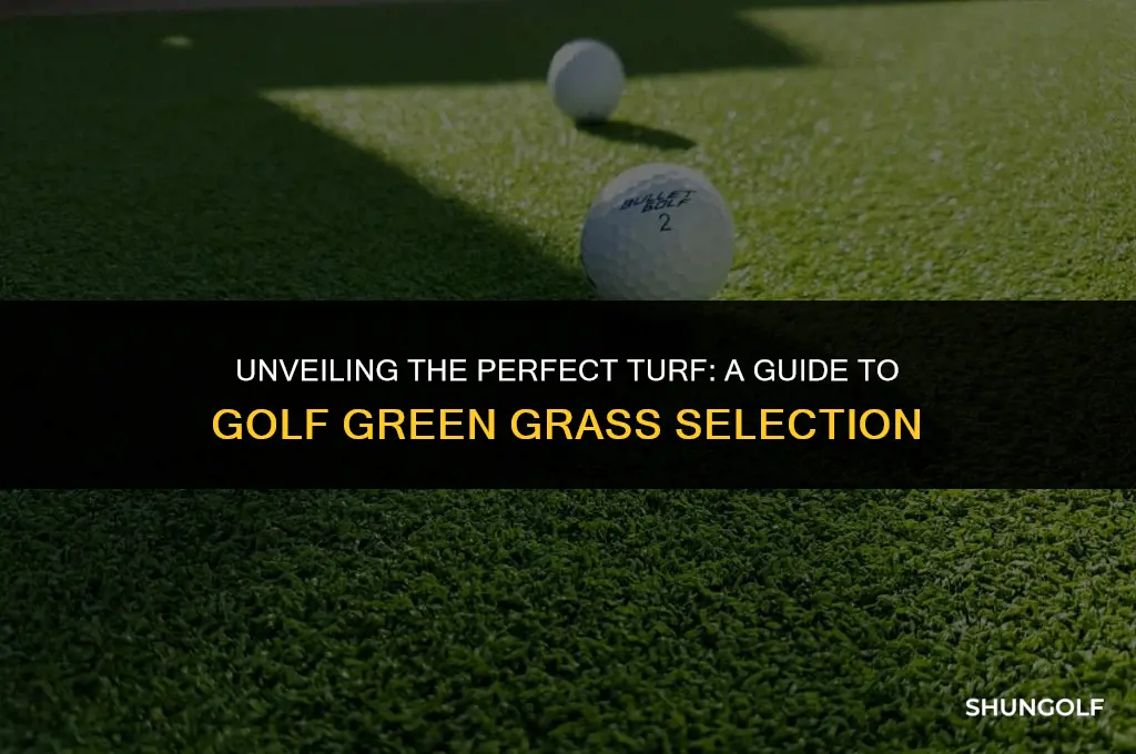 what is the best grass for golf greens