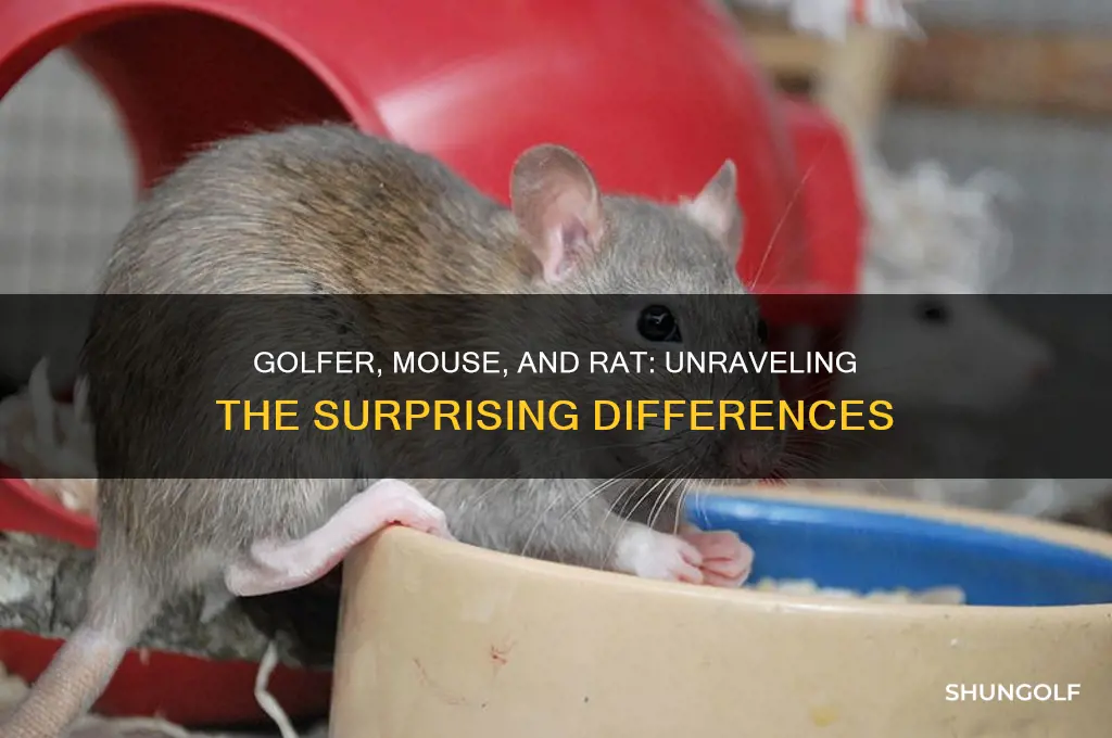 what is the difference golfer mouse and rat