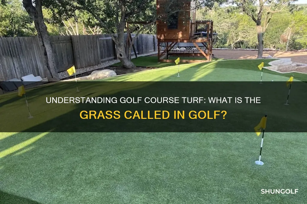 what is the grass called in golf